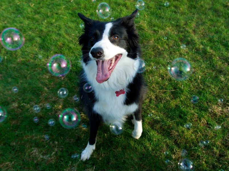 Dog Playing With Bubbles - Outdoor Nativity Store